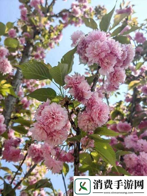 婀娜少女羞岁月无忧愁云裳