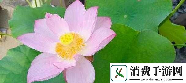 女性半夜莲花开放会自愈吗