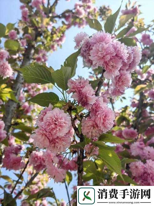 婀娜少女羞岁月无忧愁云裳