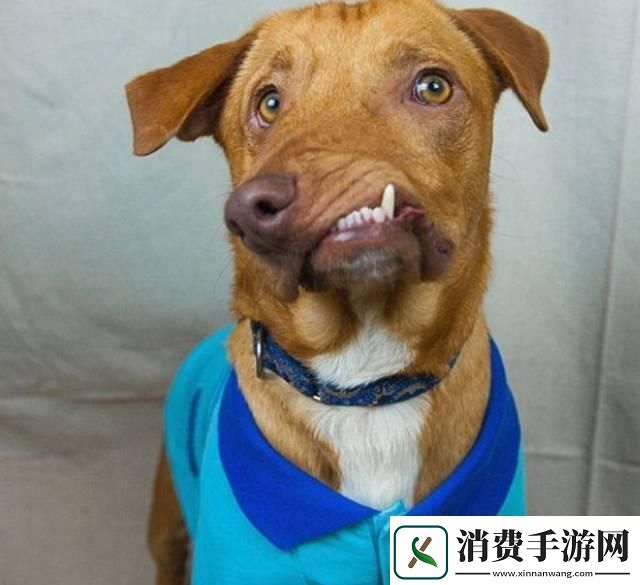 “奇形怪状的小狗‘小如’传奇