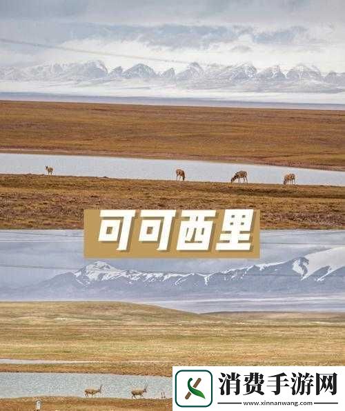 可可西里大但人文艺术