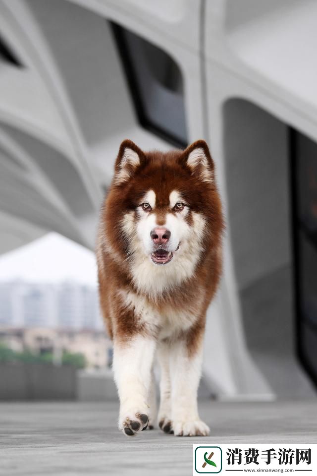 阿拉斯“加”犬