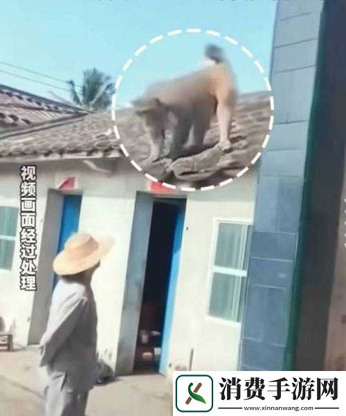 人生猴子不盖被子