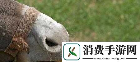 傻大壮长着驴一样的东西