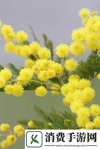 含羞草黄笑谈间引领潮流的黄色风暴