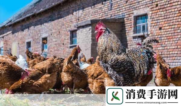 进入梦里超级肉禽系统的全新体验探索梦境中的超级肉禽系统