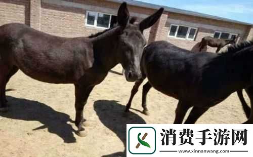 傻大壮长着驴一样的东西是什么