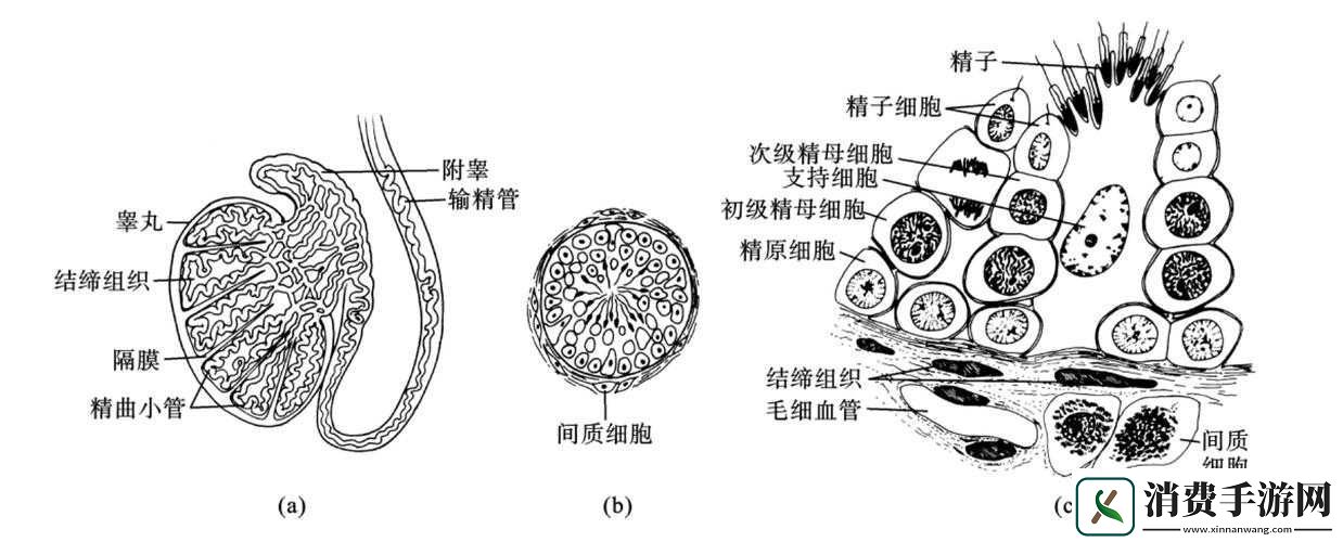 人和物动物交互在钱中的作用