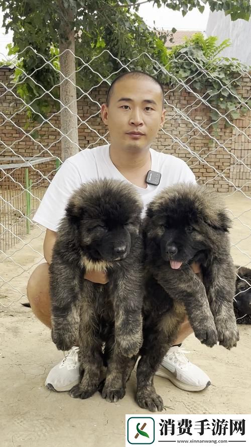 “俄国巨犬一瞥