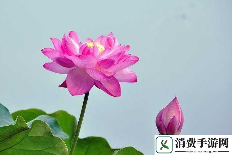 两瓣红莲今夜开一池碧水盼君浴