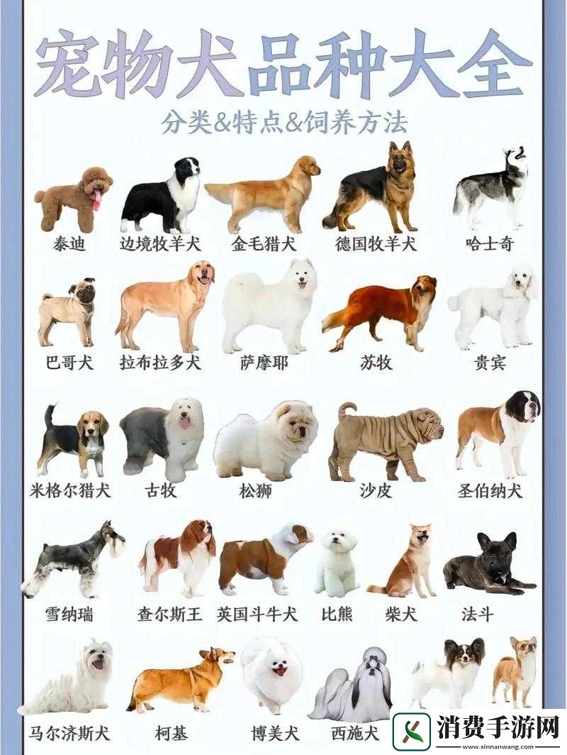 人狗胶配方大全狗狗一