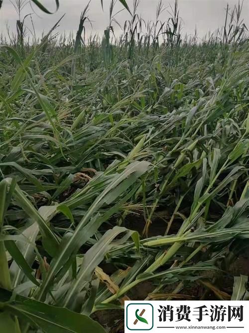 玉米地刮起伦胡秀英风