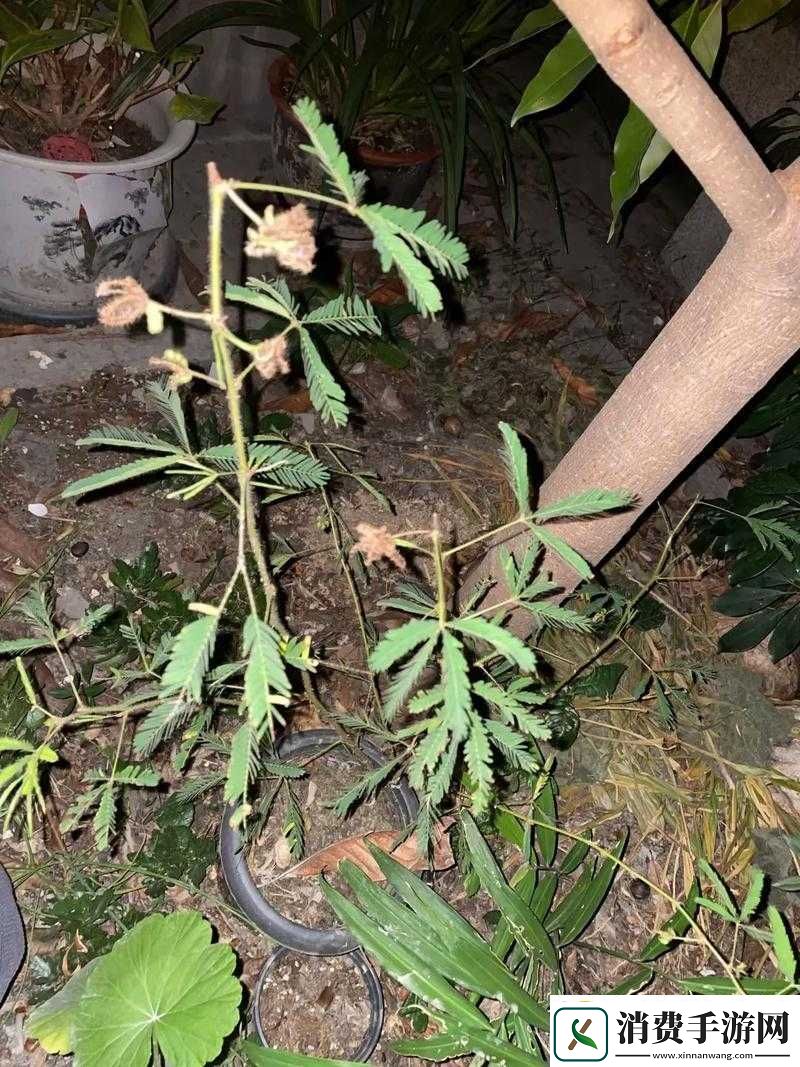 含羞草实验室隐藏路线探索之旅