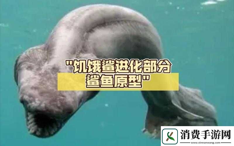 鲨鱼进化属性详解及鲨鱼如何或饥饿的鲨鱼进化