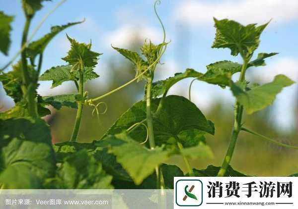 在虚拟与现实的交织中