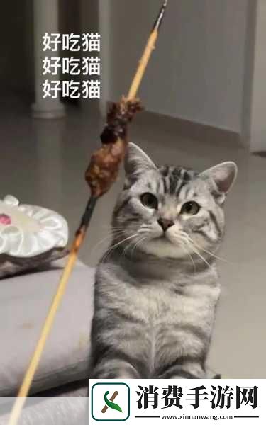种子猫