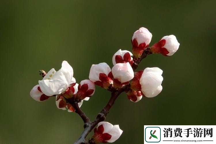 含苞待放桃花欲将开发