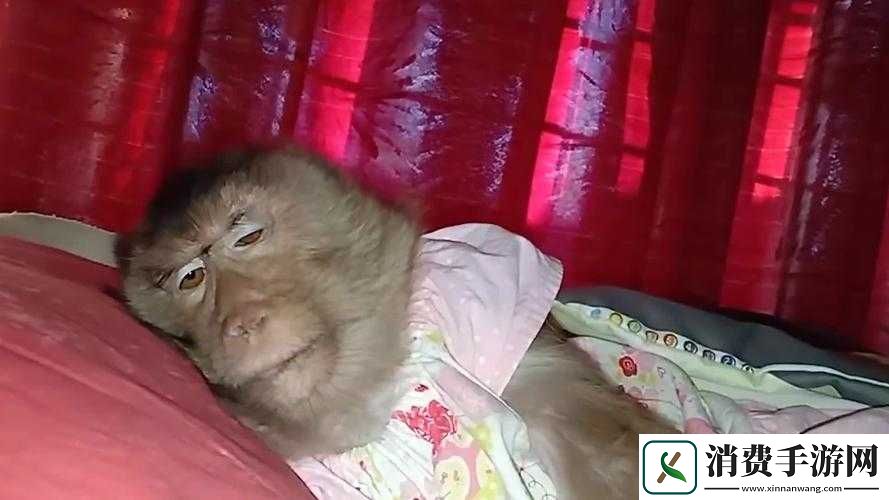 人生猴子全程不盖被子