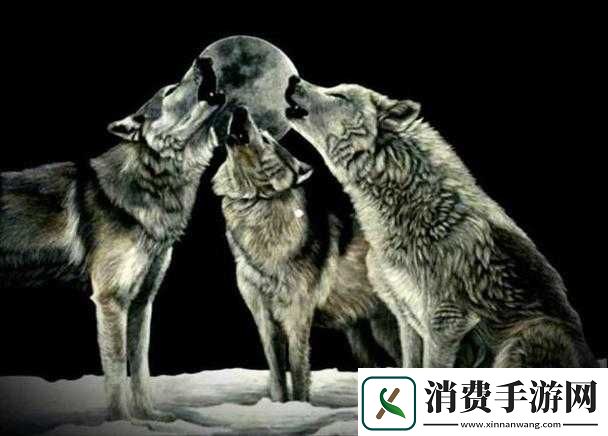 老狼在无人区的表现