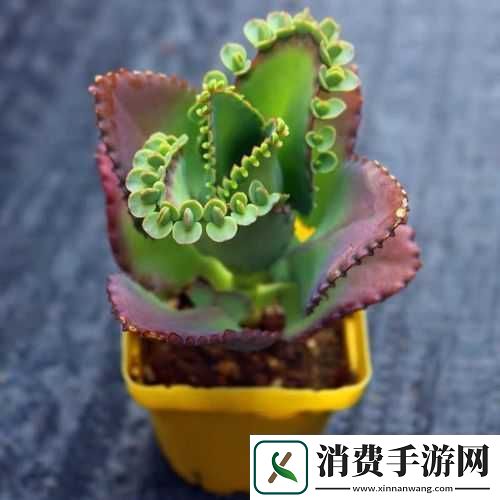 皇家共享小公主多肉养护技巧全解析