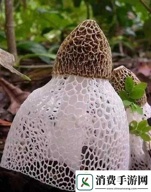 有一根又黑又硬的蘑菇头开始制作全新内容