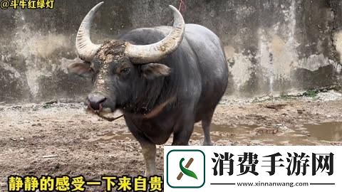 “小皇帝”科技狂想曲