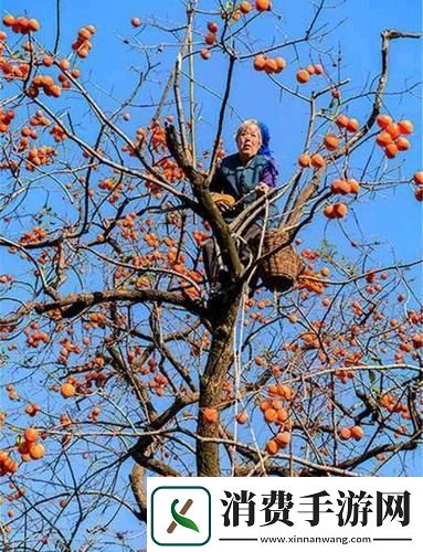 “老农的超凡果儿