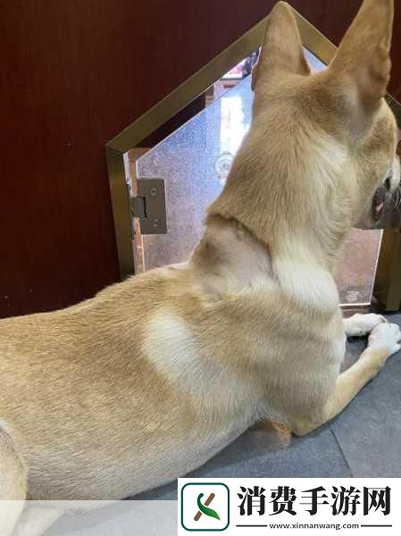 狗狗的东西又硬又烫又臭怎么办1.