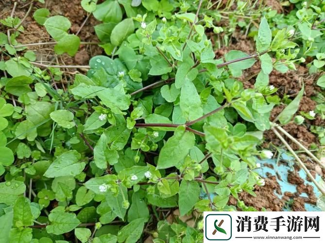 春天里的“老张秘籍”