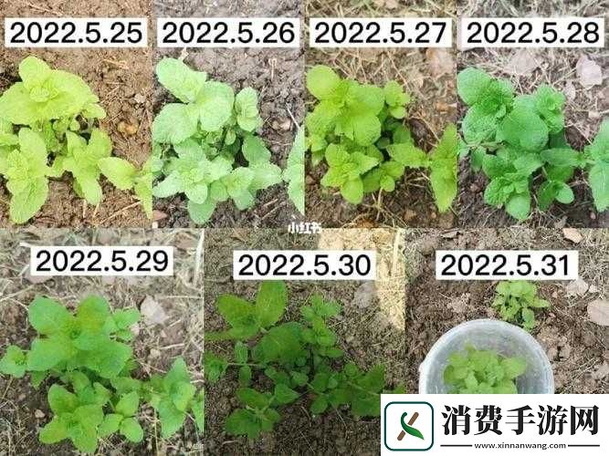 辛德拉年少时的成长之地