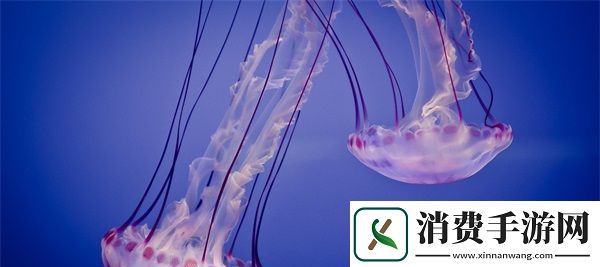 欧洲尺码日本尺码专线