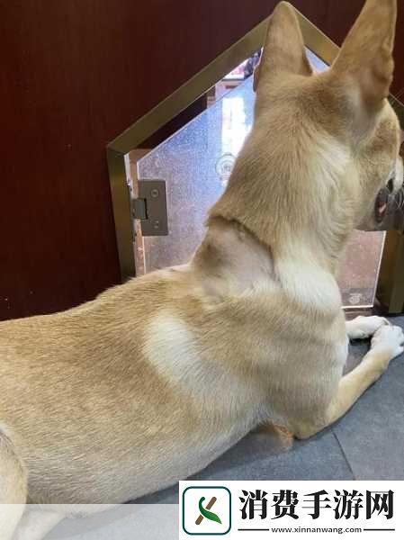 狗狗的东西又硬又烫又臭怎么办