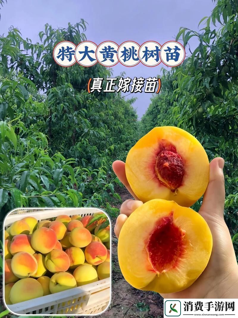 看一看9612黄桃亚洲品质背后