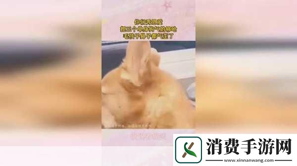 在这个充满奇幻与冒险的远征手游世界里