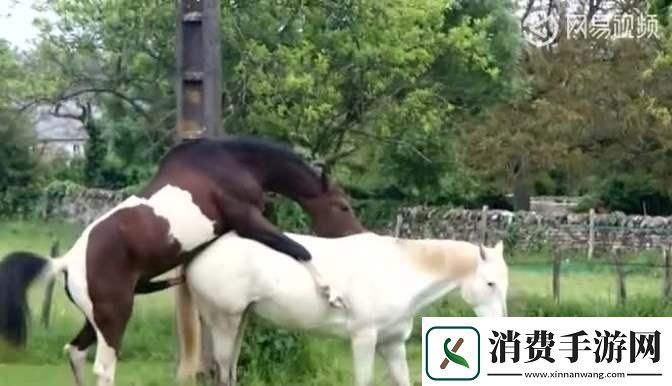 无人工干预的驴马胶配方