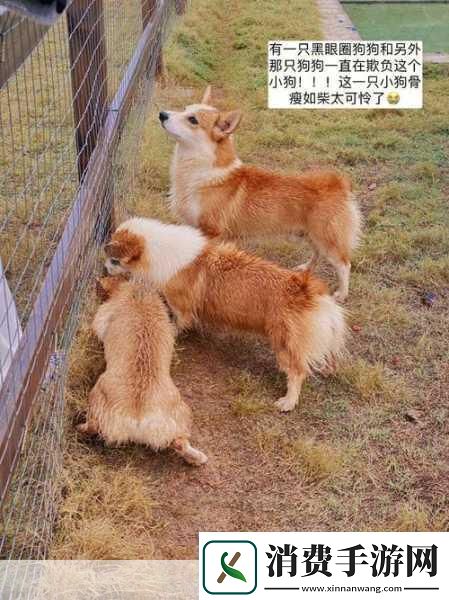 ZOOMSERVO兽狗牧场96