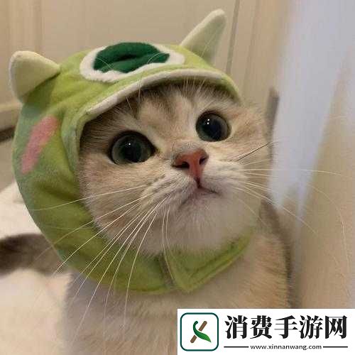 橘猫侦探社道具详解