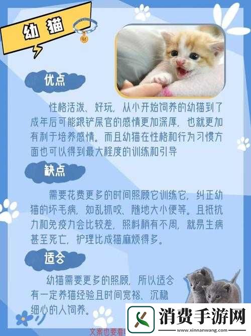 如何与猫咪互动