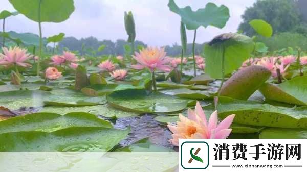 老人船上弄雨荷和普通版对比探秘老人船上弄雨荷与普通版的独特魅力对比