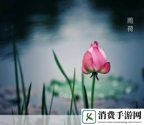 老人船上弄雨荷和普通版对比探秘老人船上弄雨荷与普通版的独特魅力对比