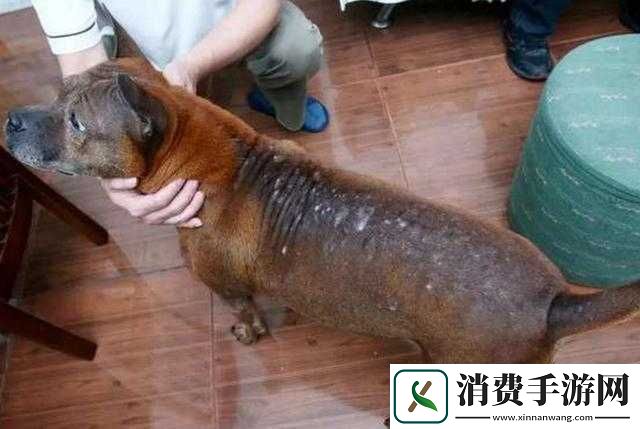 狗狗的东西又硬又烫