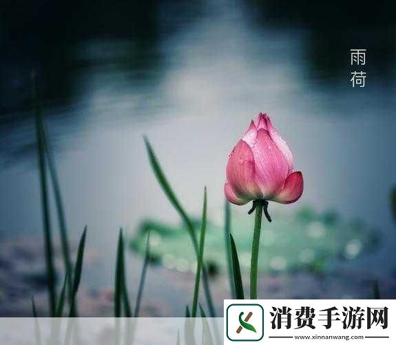 老人船上弄雨荷和普通版对比