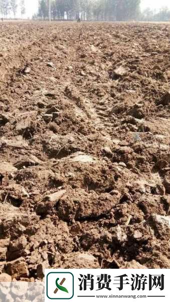 耕耘大婶的肥沃的土地