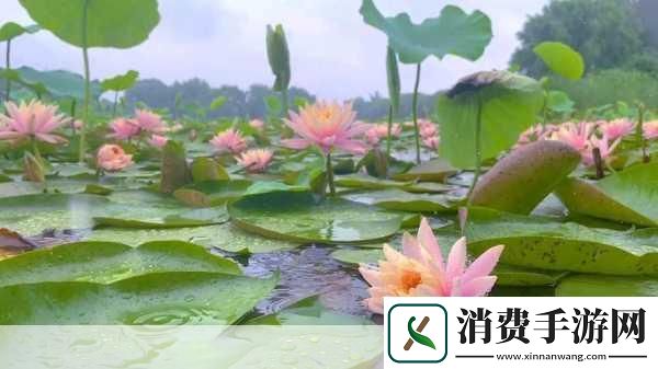 老人船上弄雨荷和普通版对比