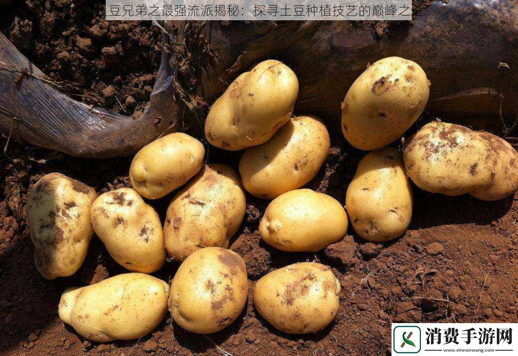 土豆兄弟之最强流派揭秘