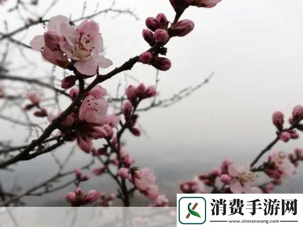 含苞欲放的桃花那是春天的嘴唇吧