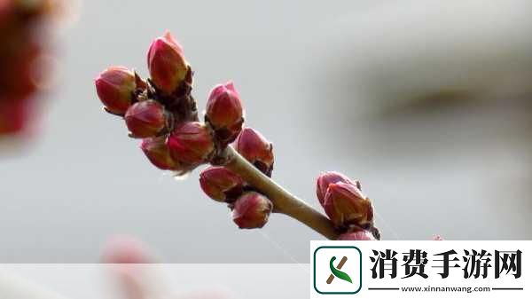 含苞欲放的桃花那是春天的嘴唇吧