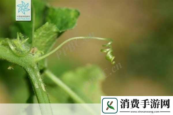 黄瓜种植中一般需要去除长卷须