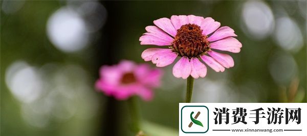 成品短视频app源码入口在哪