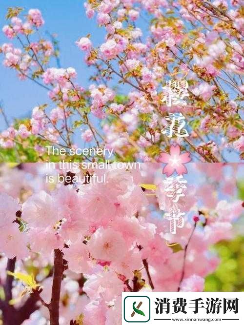 请用你的手打扰我樱花